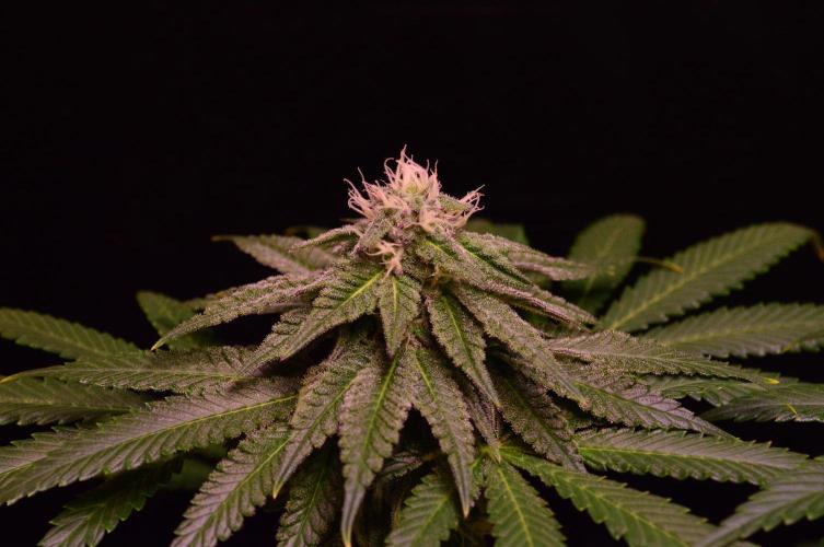 •OceanTruffle • Clones•. Week 13