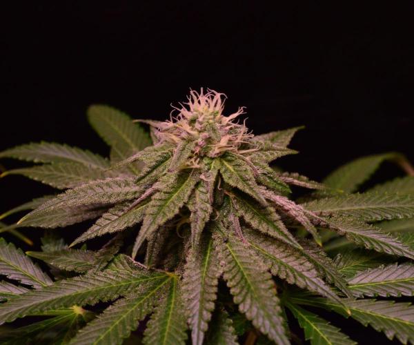 •OceanTruffle • Clones•. Week 13