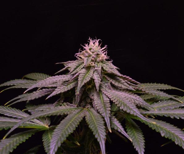 •OceanTruffle • Clones•. Week 13