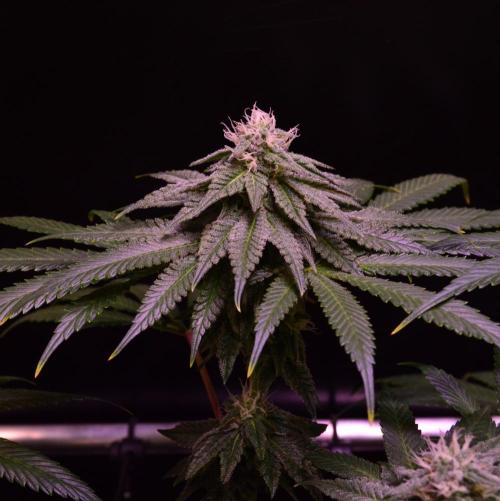 •OceanTruffle • Clones•. Week 13