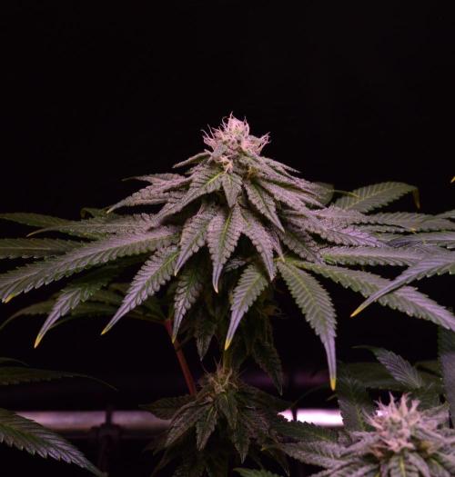 •OceanTruffle • Clones•. Week 13