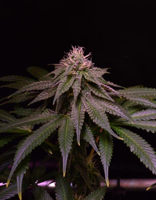 •OceanTruffle • Clones•. Week 13