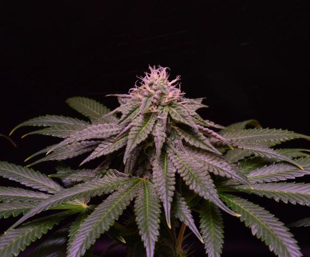 •OceanTruffle • Clones•. Week 13