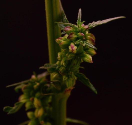 Micro-Reversal #2 - STS. Week 5