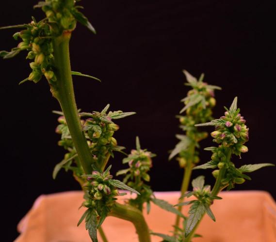 Micro-Reversal #2 - STS. Week 5