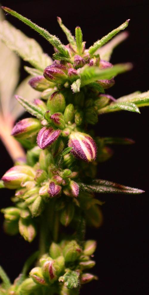 Micro-Reversal #2 - STS. Week 5