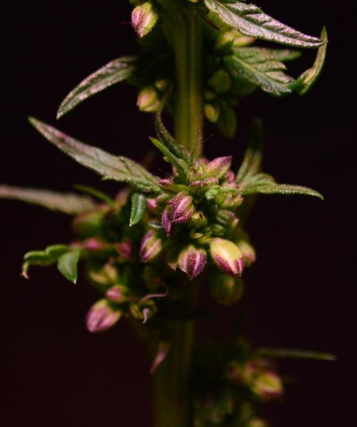 Micro-Reversal #2 - STS. Week 5