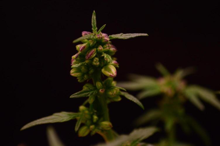 Micro-Reversal #2 - STS. Week 5
