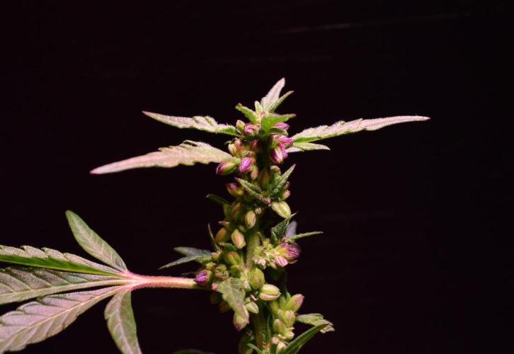 Micro-Reversal #2 - STS. Week 5