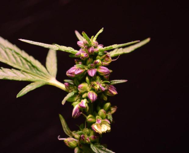 Micro-Reversal #2 - STS. Week 6