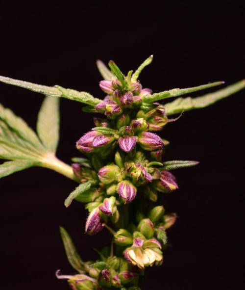 Micro-Reversal #2 - STS. Week 6