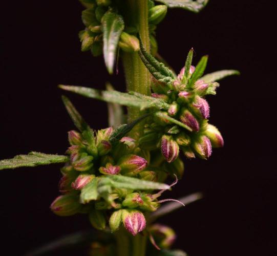 Micro-Reversal #2 - STS. Week 6
