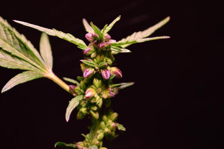 Micro-Reversal #2 - STS. Week 6