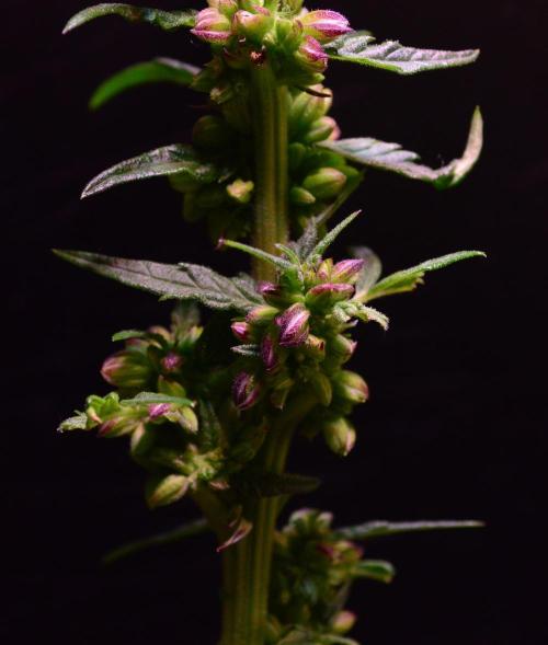 Micro-Reversal #2 - STS. Week 6