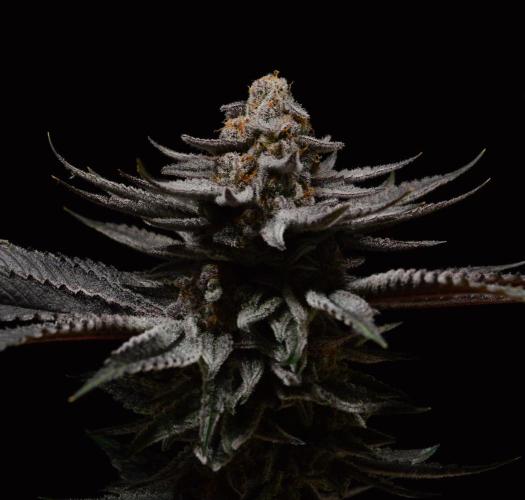 Biotabs Interview. Week 1 - WeddingCakexBBC 