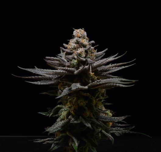 Biotabs Interview. Week 1 - WeddingCakexBBC 