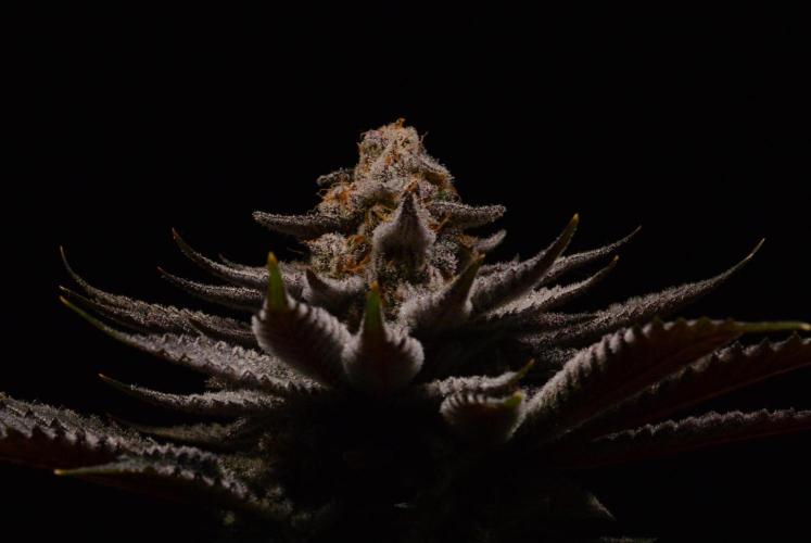 Biotabs Interview. Week 1 - WeddingCakexBBC 