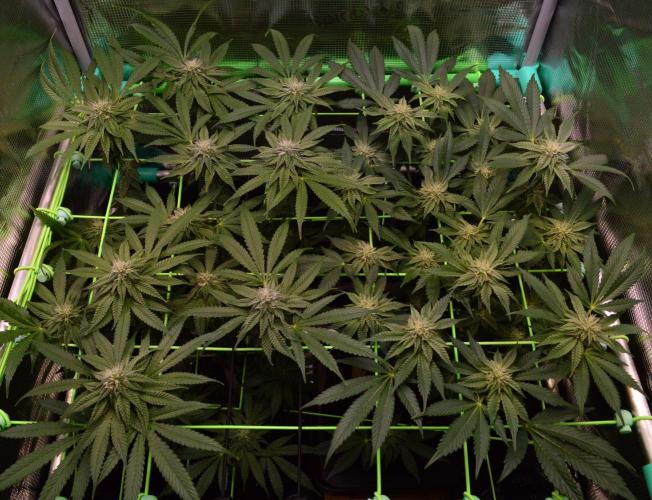 • Truffle • Rosa •. Week 11 - D77/28F