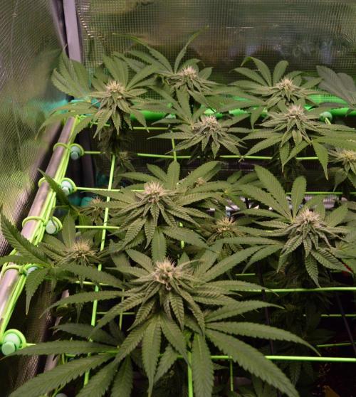 • Truffle • Rosa •. Week 11 - OceanTruffle//D77/28F