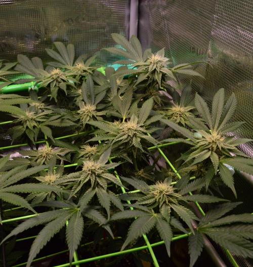 • Truffle • Rosa •. Week 11 - OceanRosa//D77/28F