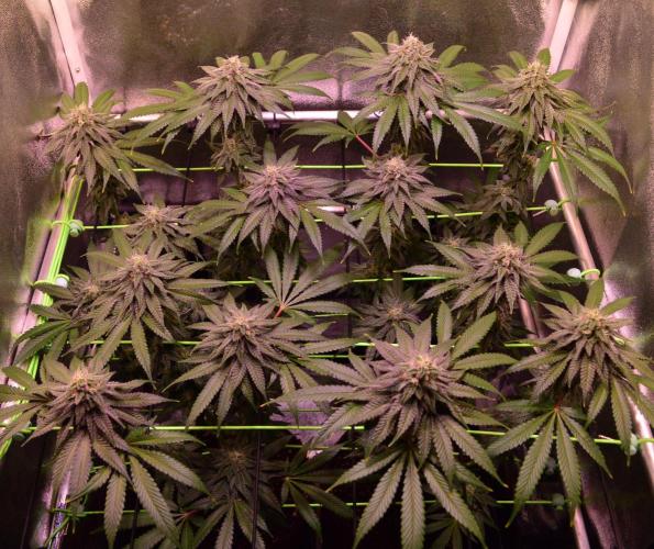 •OceanTruffle • Clones•. Week 14 - D98/35F