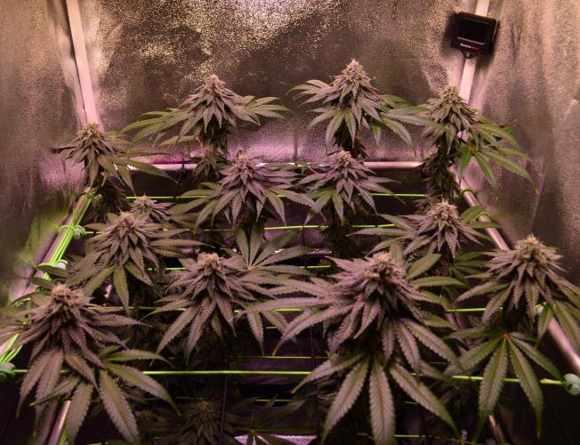 •OceanTruffle • Clones•. Week 14