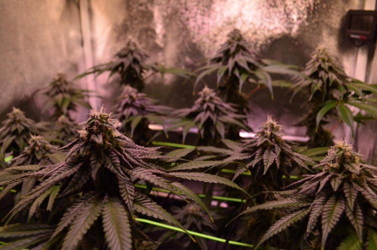 •OceanTruffle • Clones•. Week 14
