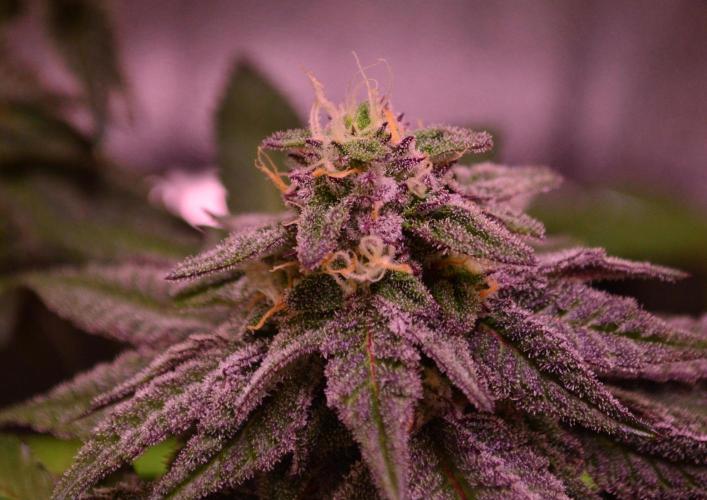 •OceanTruffle • Clones•. Week 14