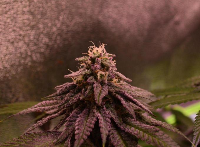 •OceanTruffle • Clones•. Week 14