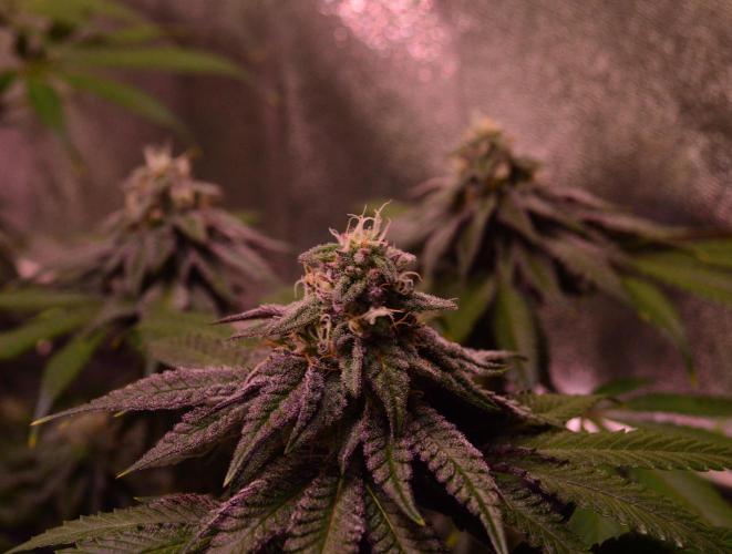 •OceanTruffle • Clones•. Week 14
