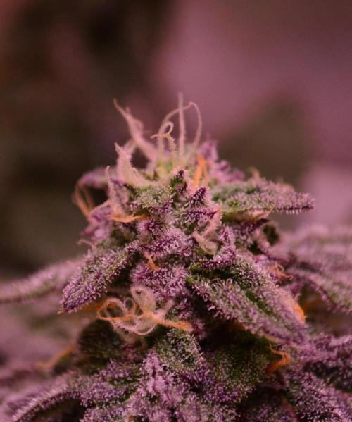 •OceanTruffle • Clones•. Week 14