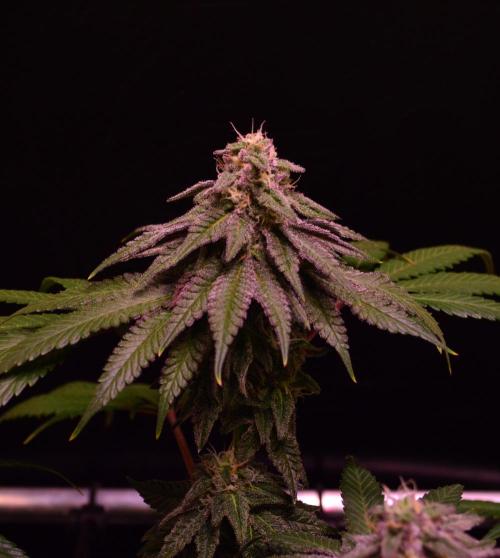 •OceanTruffle • Clones•. Week 14