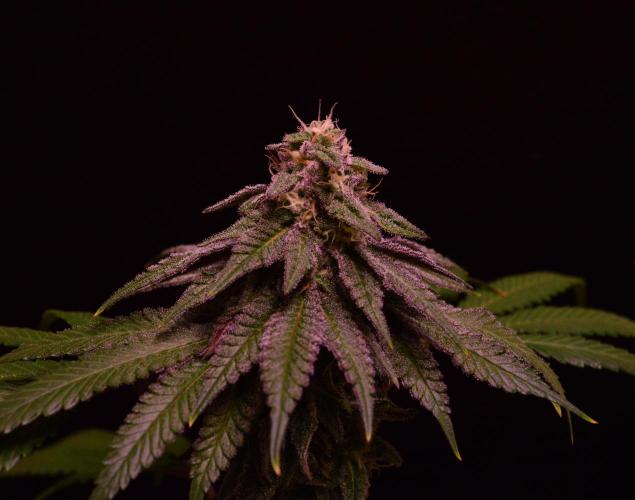 •OceanTruffle • Clones•. Week 14
