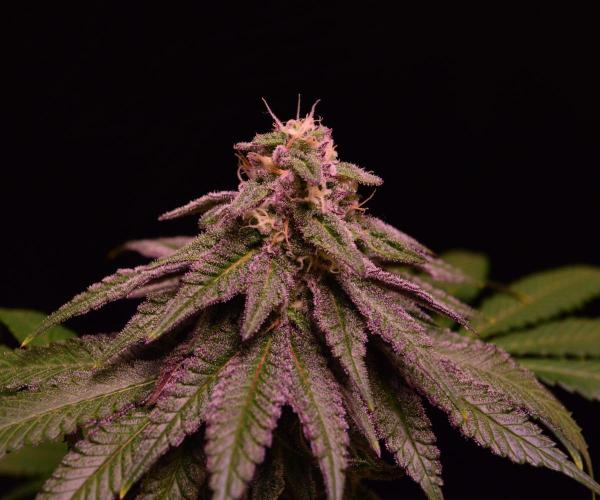•OceanTruffle • Clones•. Week 14