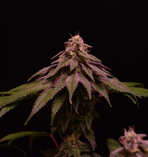 •OceanTruffle • Clones•. Week 14