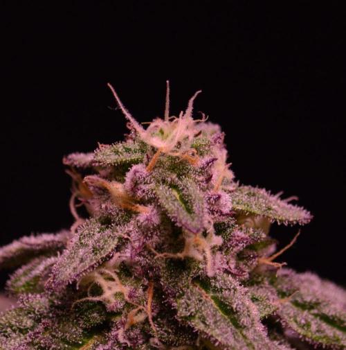 •OceanTruffle • Clones•. Week 14