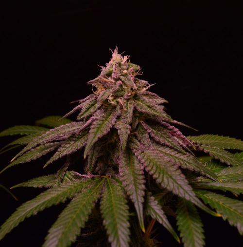 •OceanTruffle • Clones•. Week 14