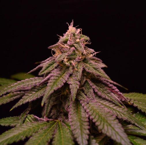 •OceanTruffle • Clones•. Week 14