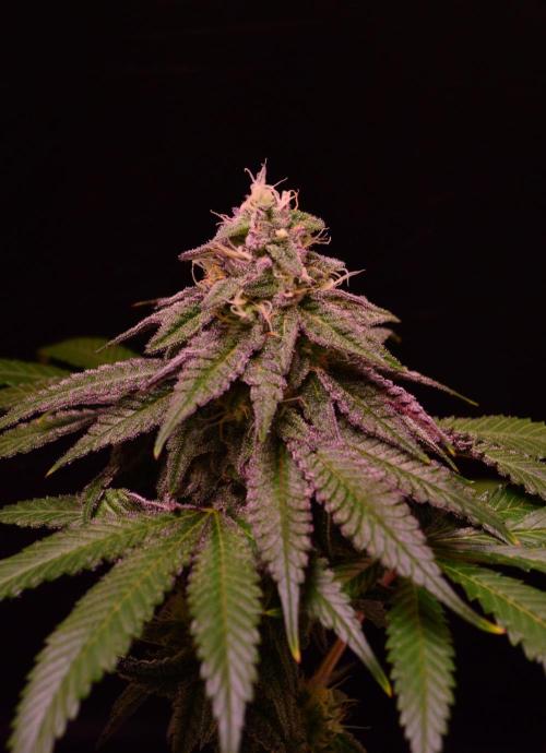 •OceanTruffle • Clones•. Week 14