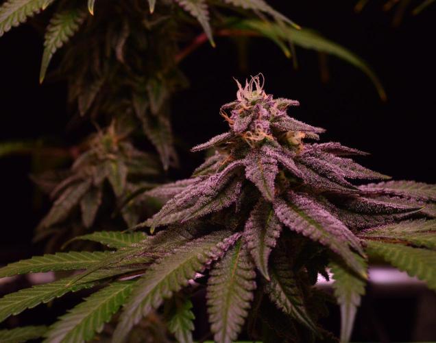 •OceanTruffle • Clones•. Week 14