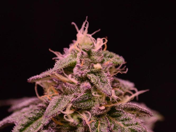 •OceanTruffle • Clones•. Week 14