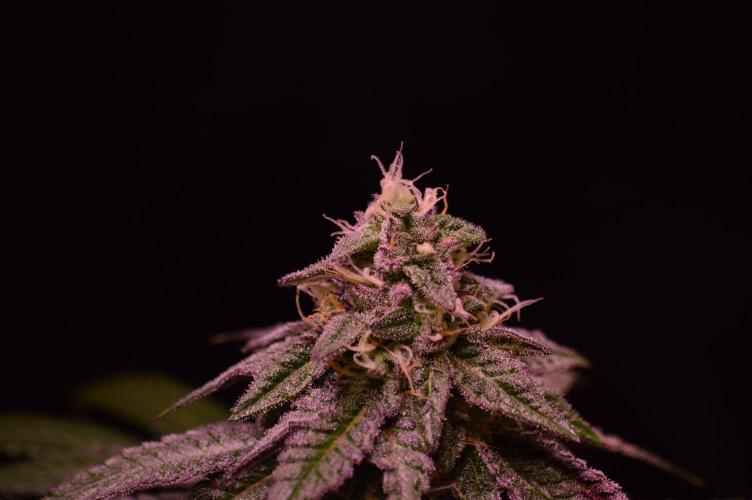 •OceanTruffle • Clones•. Week 14