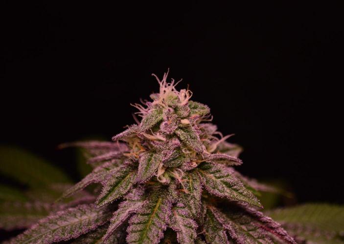 •OceanTruffle • Clones•. Week 14