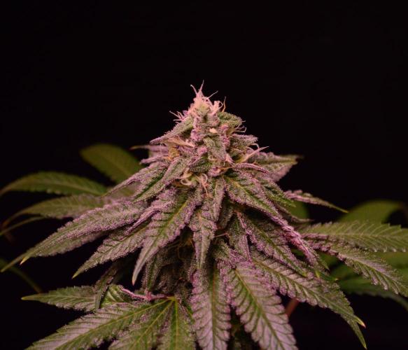 •OceanTruffle • Clones•. Week 14