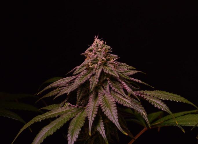 •OceanTruffle • Clones•. Week 14