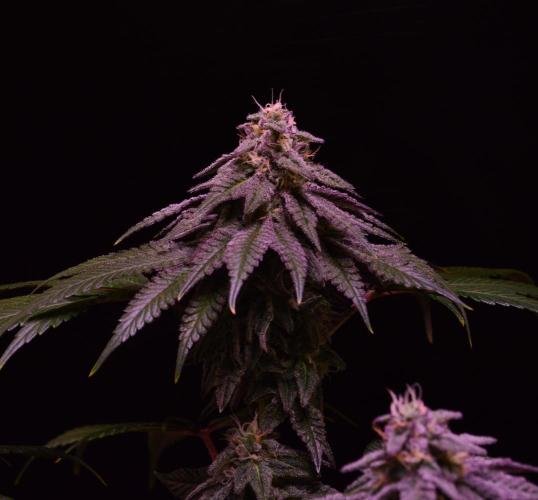 •OceanTruffle • Clones•. Week 14