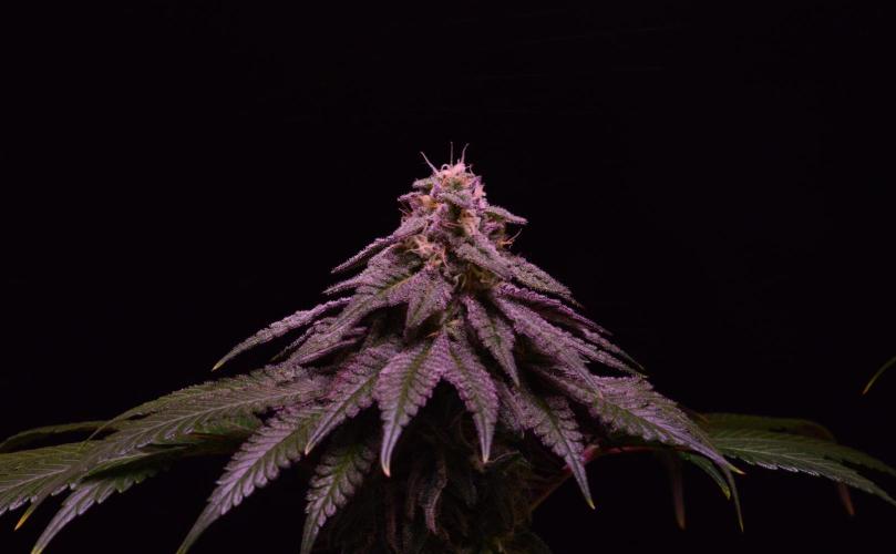 •OceanTruffle • Clones•. Week 14
