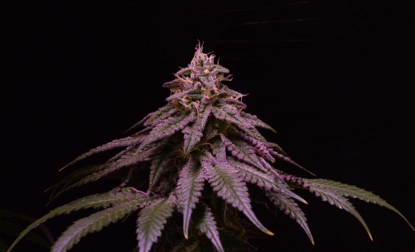 •OceanTruffle • Clones•. Week 14