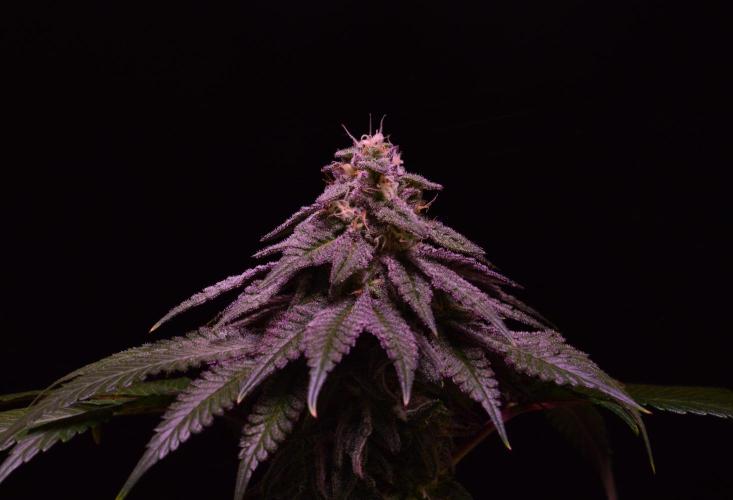 •OceanTruffle • Clones•. Week 14