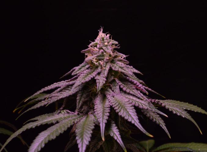 •OceanTruffle • Clones•. Week 14